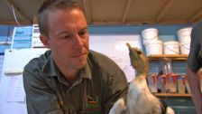 S7 E8: Bondi Vet