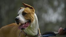 S3 E12: The Dog House Australia