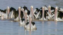 Journey Of The Pelicans: An Outback Mystery