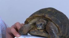 S7 E5: The Yorkshire Vet