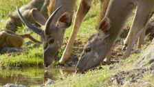 S1 E6: Chobe National Park: Land of Learning