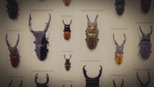 S2 E14: Wild Discoveries