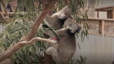 S2 E8: Animal SOS Australia
