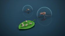 S3 E11: Sea Skaters