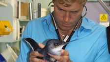 S1 E1: Bondi Vet