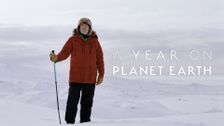 A Year on Planet Earth
