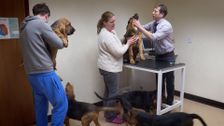 S2 E7: The Yorkshire Vet