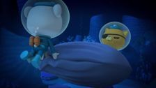 S2 E10: Sperm Whale