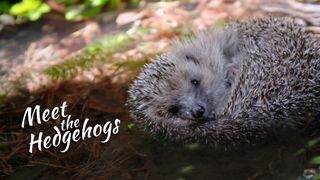 Meet the Hedgehogs