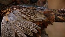 S1 E6: Pheasants in South Dakota
