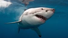 S1 E3: Wild Seas