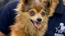 S1 E8: The Dog House Australia