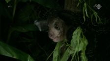 S2 E11: Madagascar