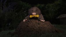 S1 E3: Night Noises