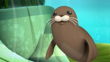 S3 E13: Harbour Seal