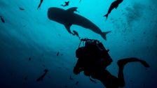 S1 E2: Sharks of the Indian Ocean