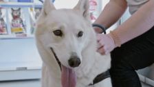 S12 E7: Bondi Vet