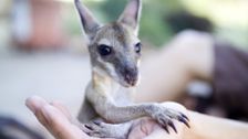 S1 E9: Bondi Vet