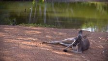 S19 E15: Creek to Coast