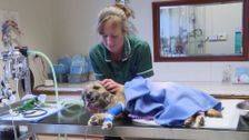 S5 E4: The Yorkshire Vet