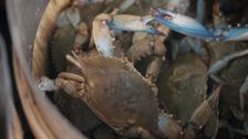 S1 E7: Blue Crabs in Maryland