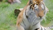 S2020 E18: Zoo Troubles