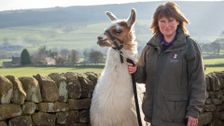 S4 E1: The Yorkshire Vet