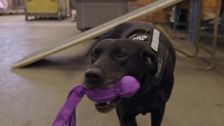 S13 E8: Dog Patrol