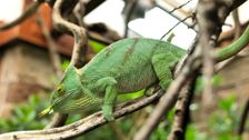 S1 E3: Komodo and Chameleon
