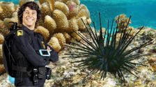 S1 E15: Andy and the Sea Urchins