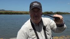 S9 E7: Flat Fish and Fins