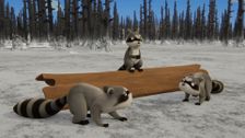 S1 E12: Raccoon Fire