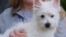 S12 E6: Bondi Vet