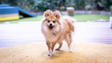 S4 E5: The Dog House Australia