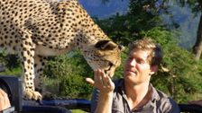 S3 E15: Bondi Vet