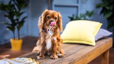 S4 E8: The Dog House Australia