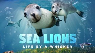 Sea Lions: Life by a Whisker