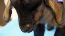 S6 E16: Bondi Vet