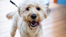 S3 E2: The Dog House Australia