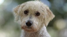 S1 E13: Bondi Vet
