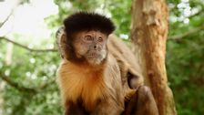 World's Greatest: Animal Encounters