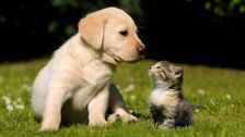 The Wonderful World of Puppies and Kittens