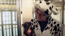 S2 E4: Paul O'Grady: For the Love of Dogs
