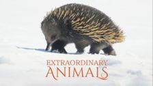 Extraordinary Animals