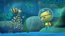 S2 E16: Mimic Octopus