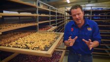 S14 E4: South Aussie With Cosi