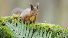 S1 E2: Scotland: The New Wild