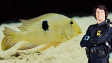 S2 E14: Andy and the Amazon Cichlid