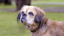 S2 E5: The Dog House Australia