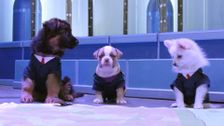 S2 E53: And Then They Were Puppies